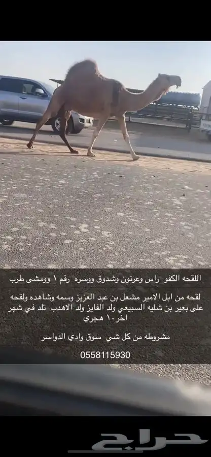 لقحه كفو من ابل الامير مشعل بن عبد العزيز 0