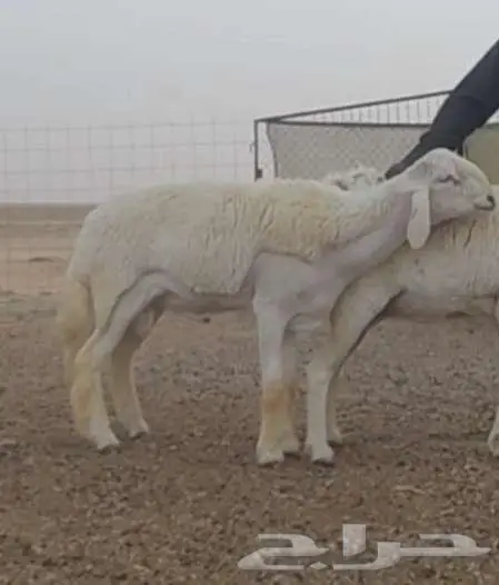 فحل جذع صنف الصنف مشروط 3