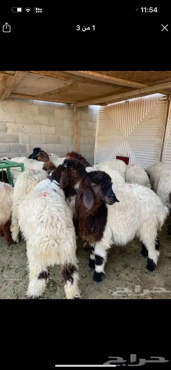 ذبيحتك واصلة لبيتك 1