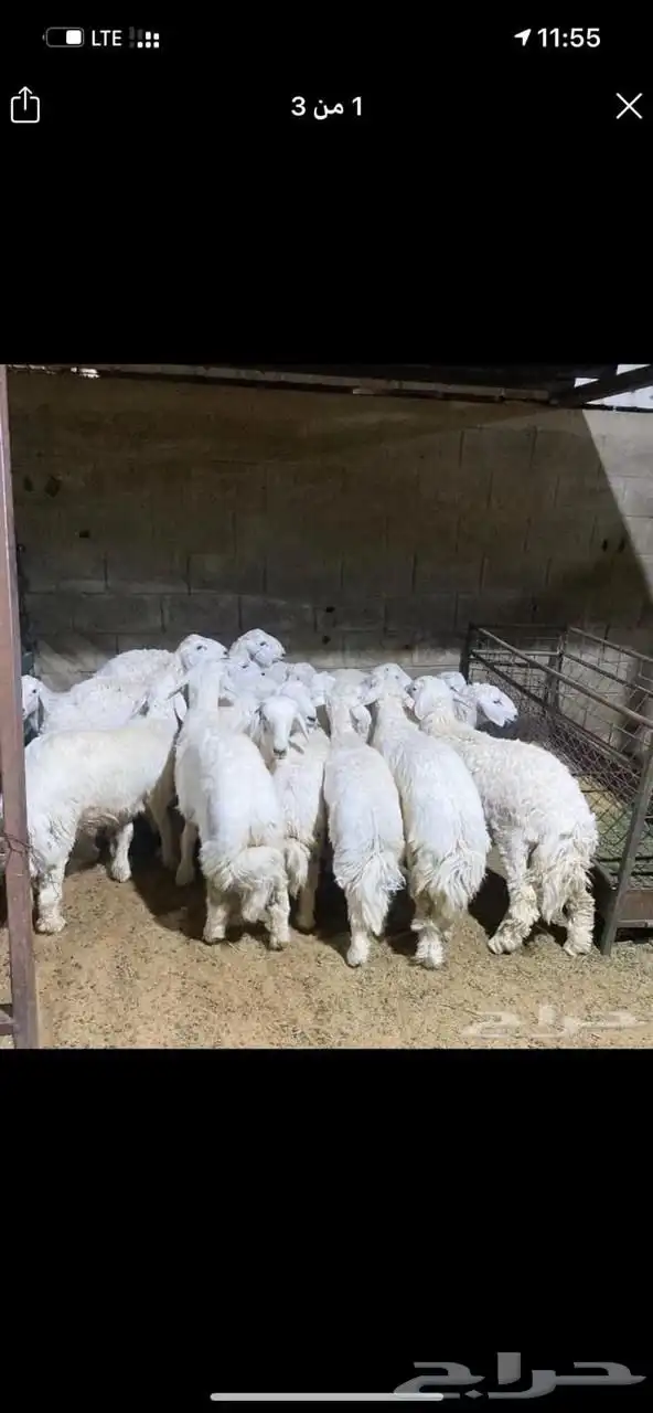ذبيحتك واصلة لبيتك 3