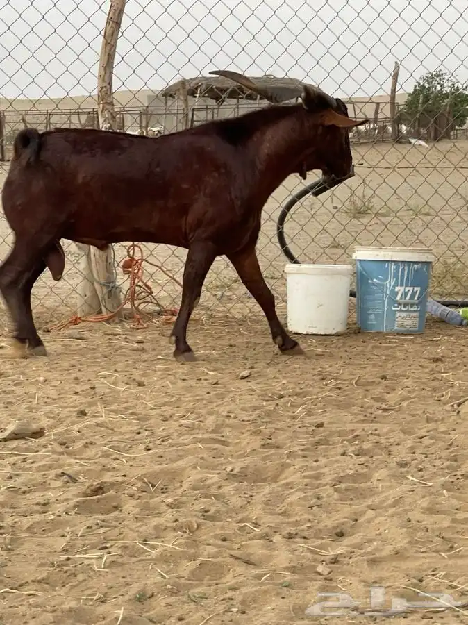 فحل إدهم فآخر البيع (تم البيع) 4