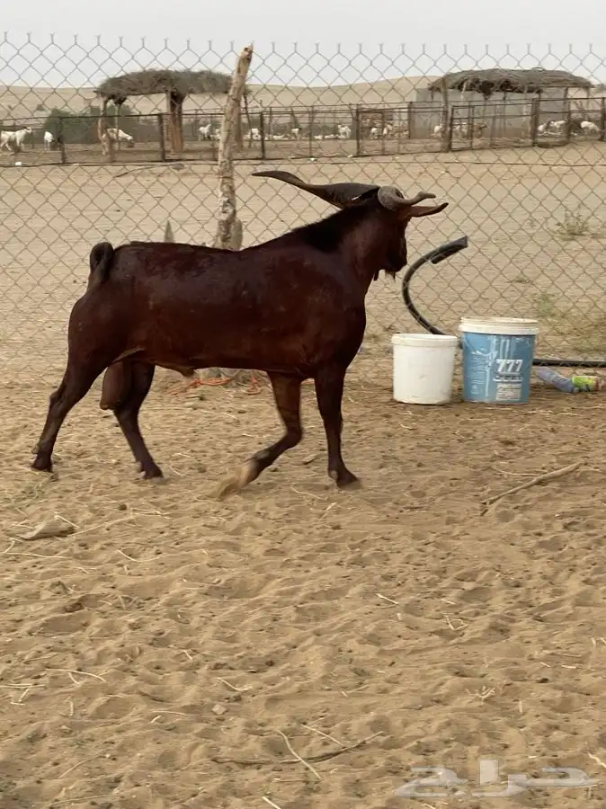 فحل إدهم فآخر البيع (تم البيع) 1