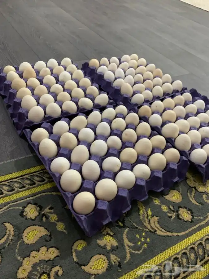 بيض بلدي 0