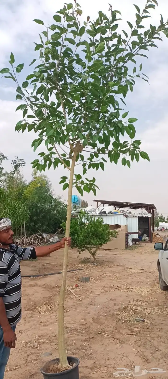 مشاتل اللمسه الخضراء 1
