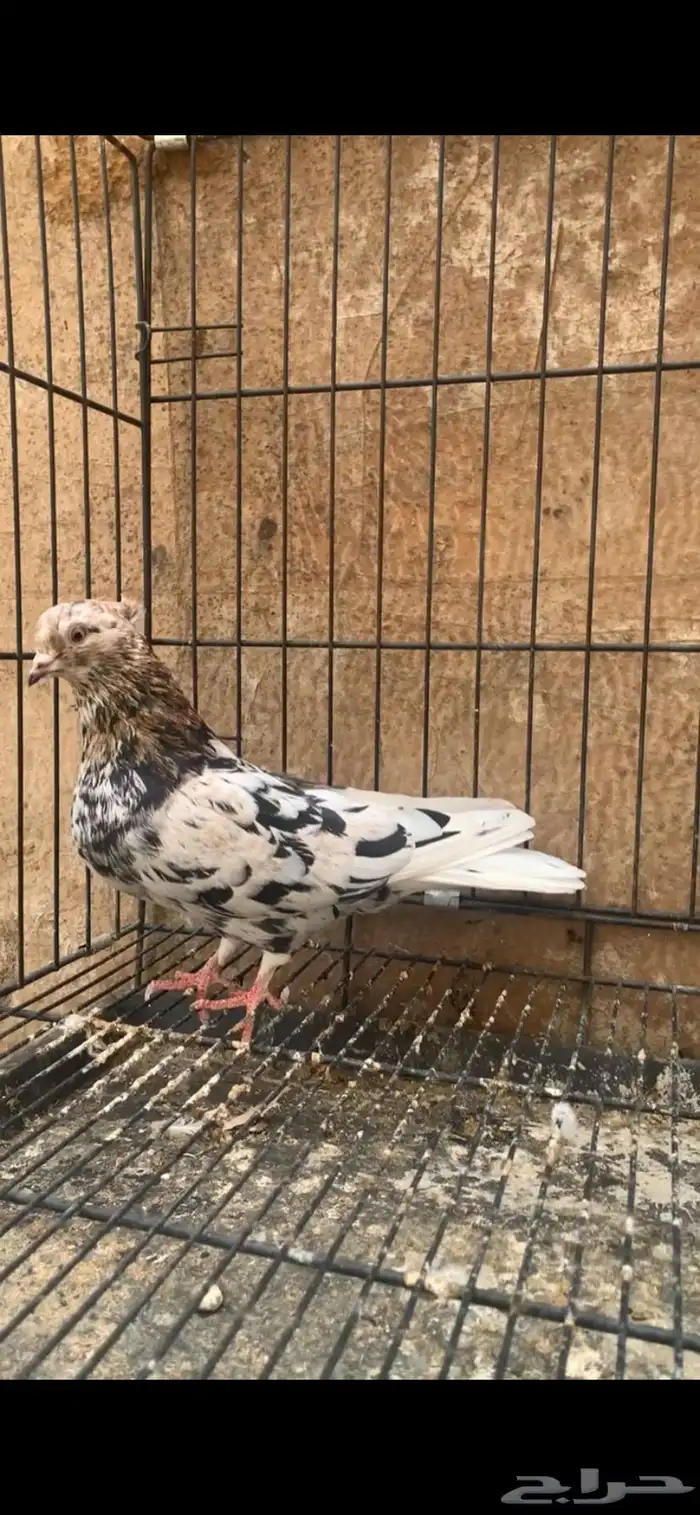 حمام ايراني 4