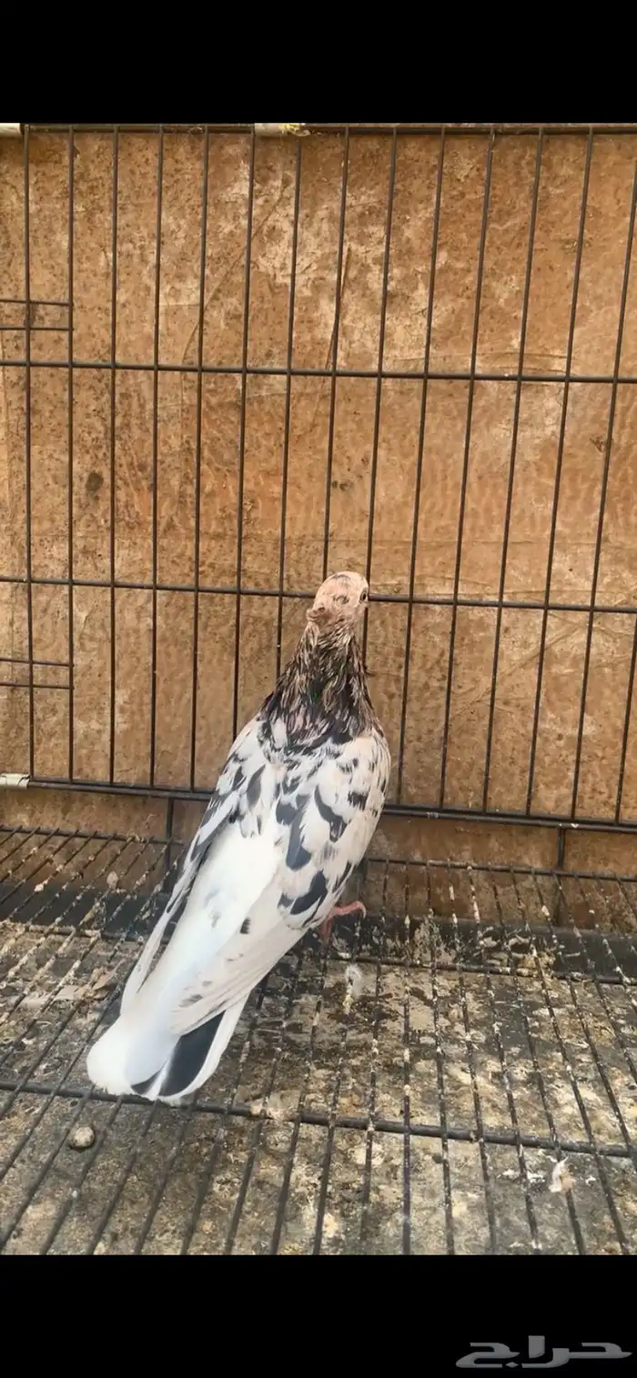 حمام ايراني 3