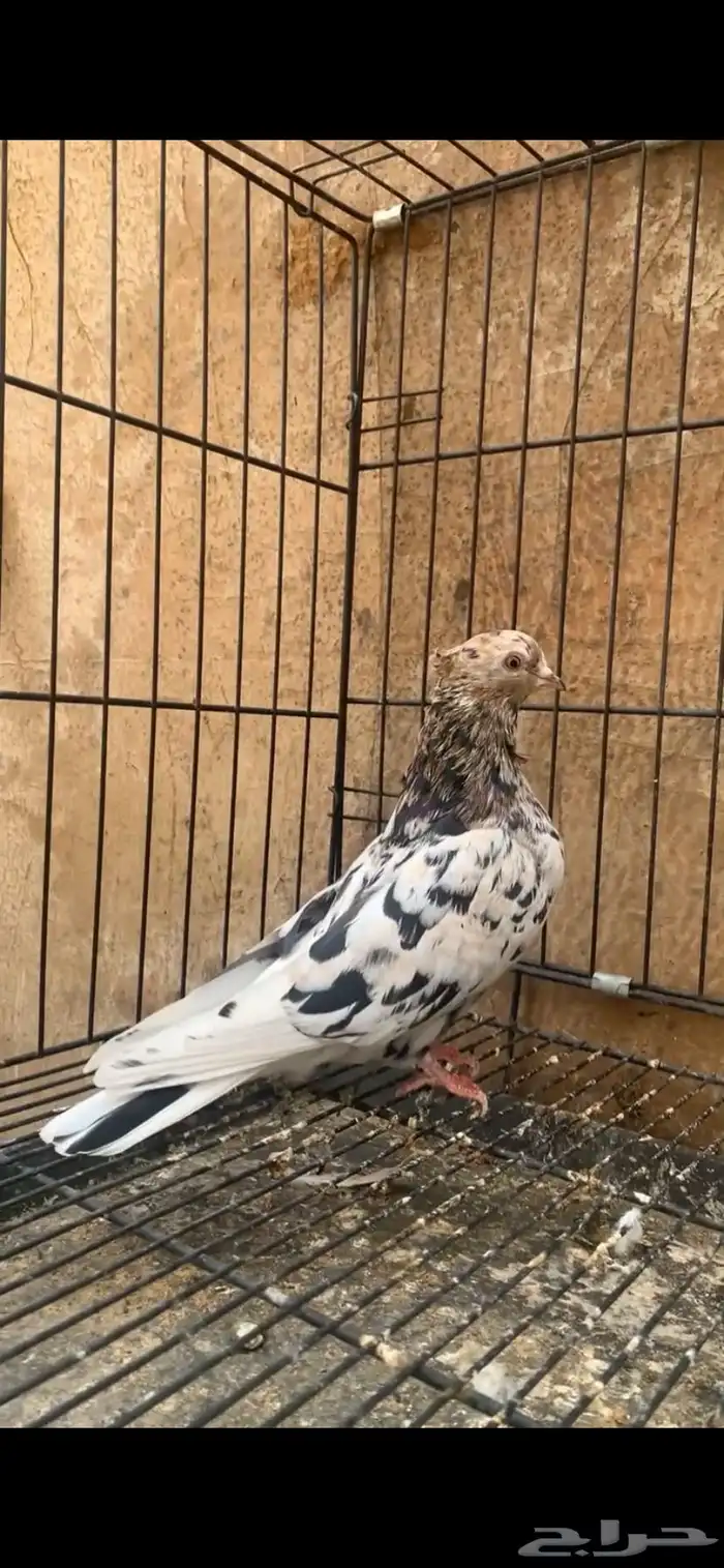 حمام ايراني 0