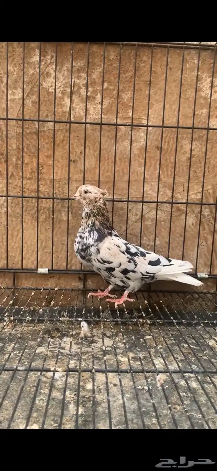 حمام ايراني 2