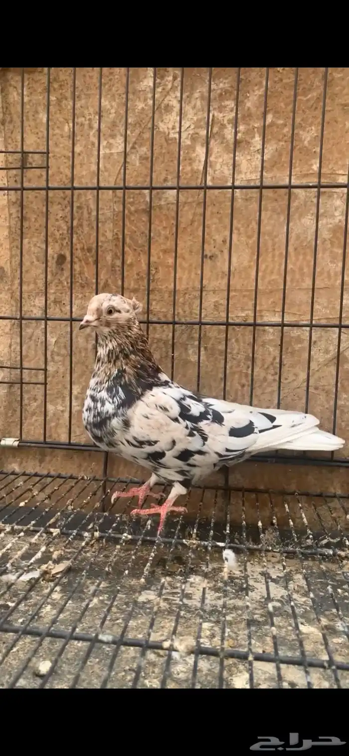 حمام ايراني 7
