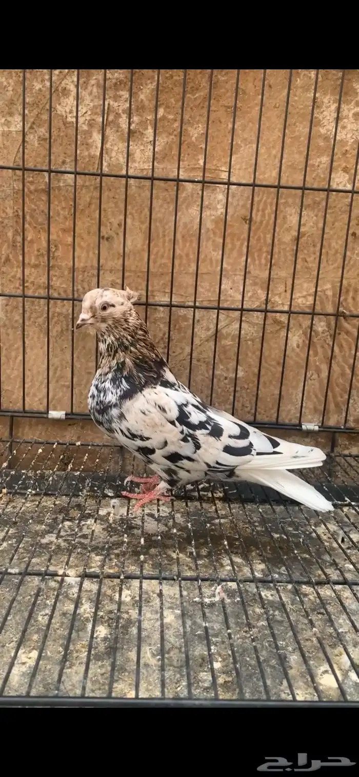 حمام ايراني 5