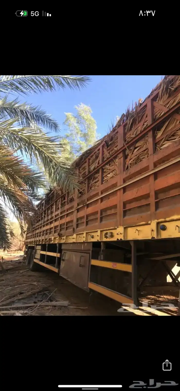 جريد سعف عسيب 6