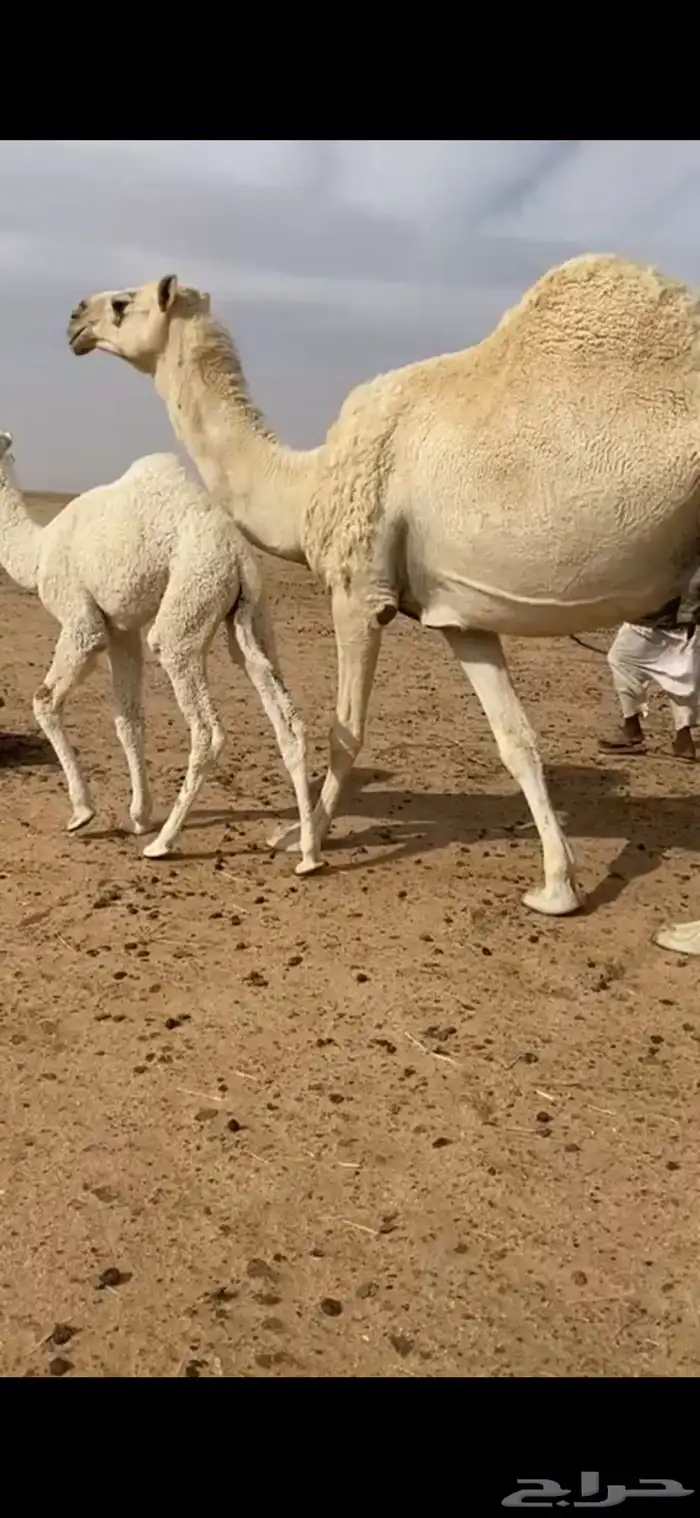 خلفه منيحه تحلب من يمين ويسار 0
