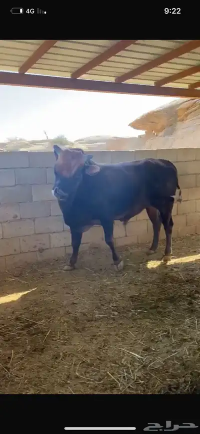ثور جرسي العمر 5 سنوات 2
