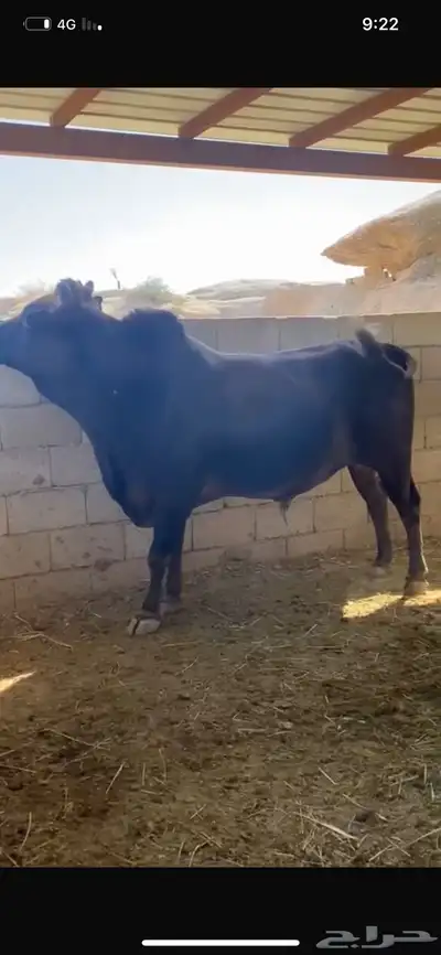 ثور جرسي العمر 5 سنوات 1
