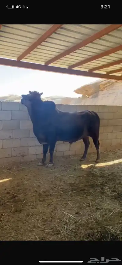 ثور جرسي العمر 5 سنوات 0