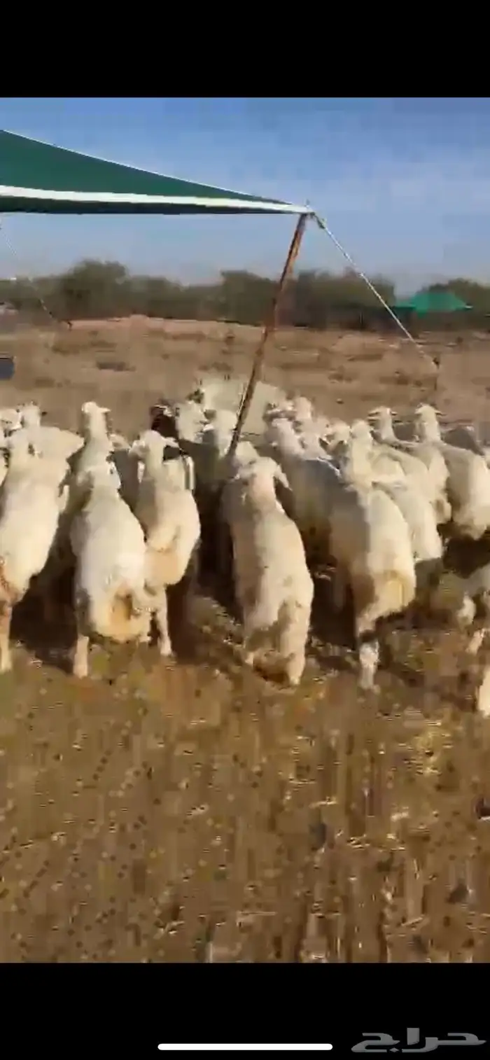 ذبايح حرية طيبه 1