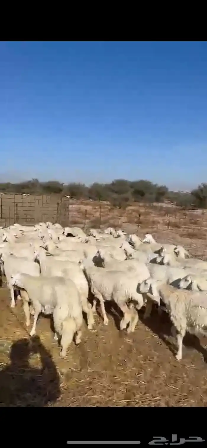 ذبايح حرية طيبه 3