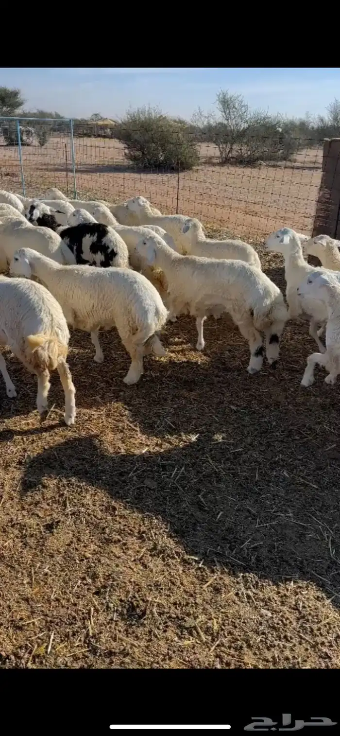 ذبايح حرية طيبه 0