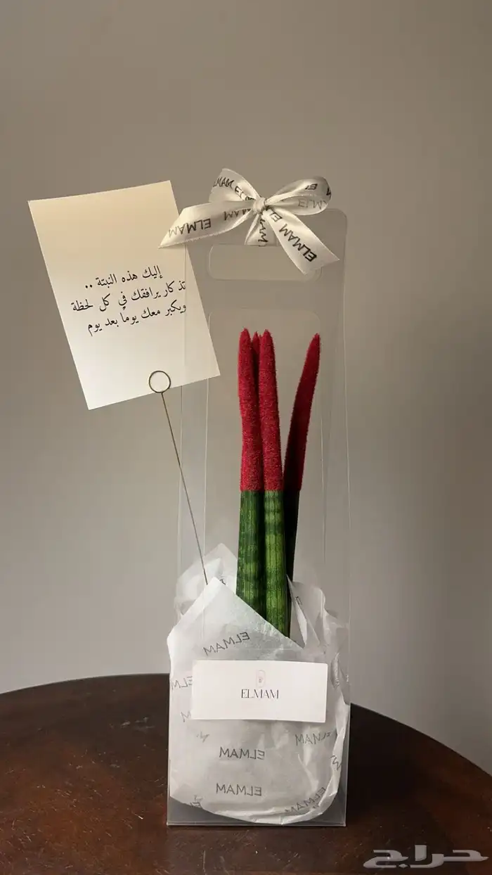 بونساي القرية نبات داخلي بطريقة مميزه 4