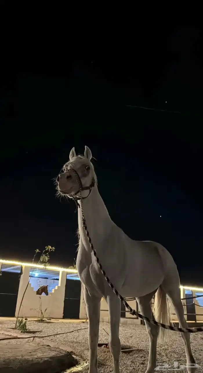 حصان واهو 0