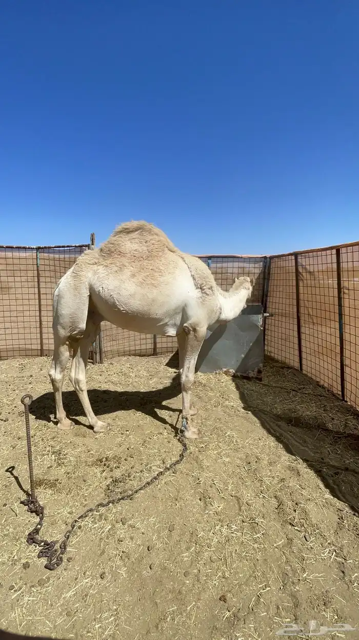 قعدان للبيع 5