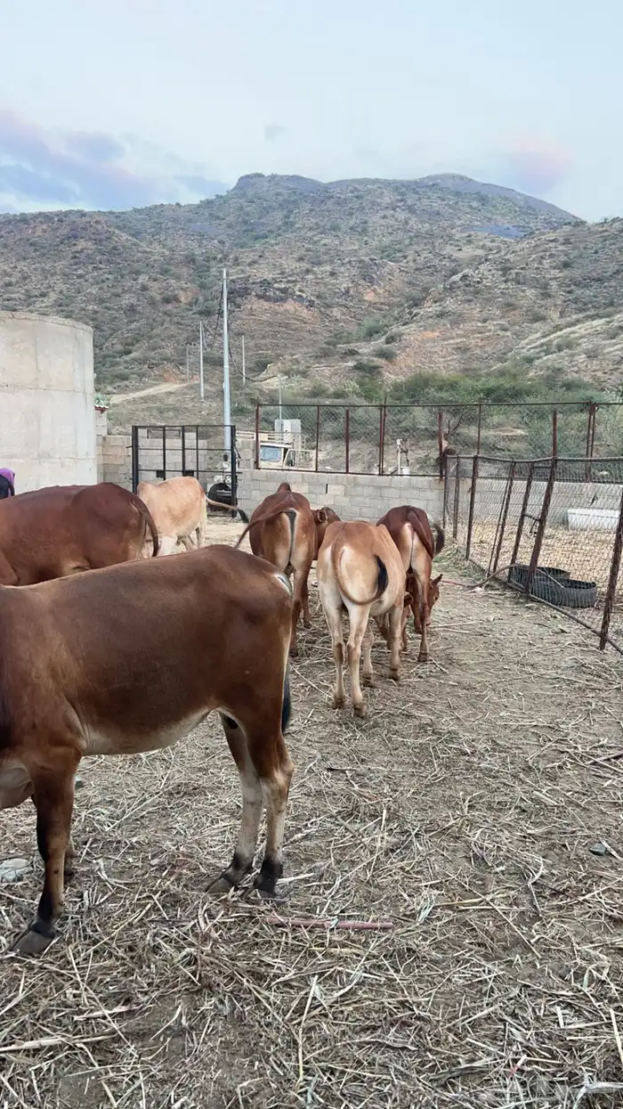 عجول بلدي ( تم البيع) 1