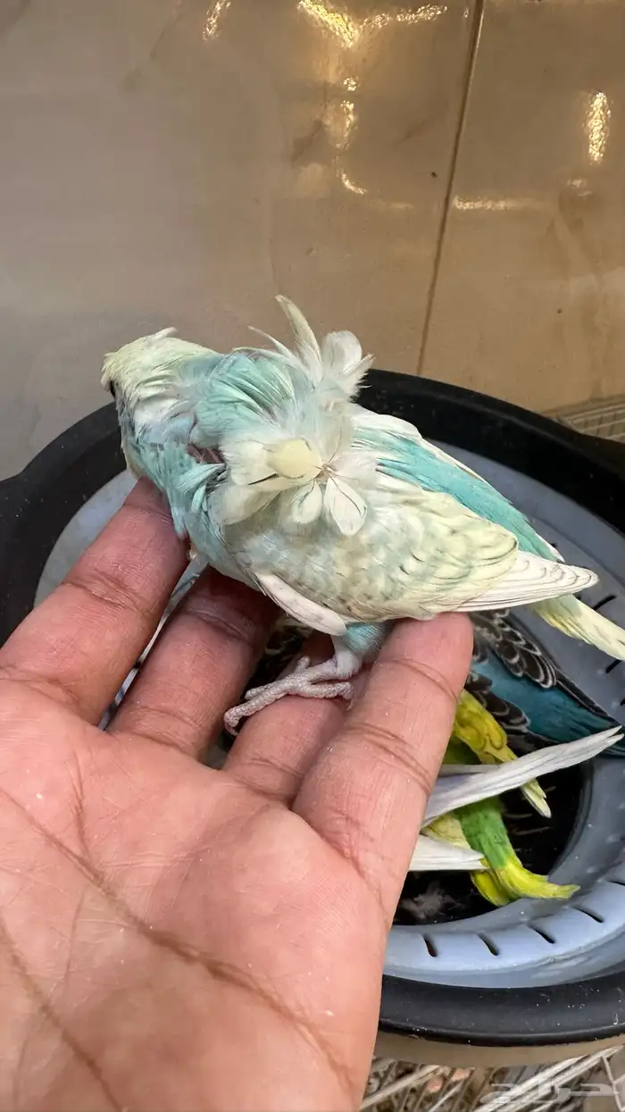 فروخ بادجي غر 40