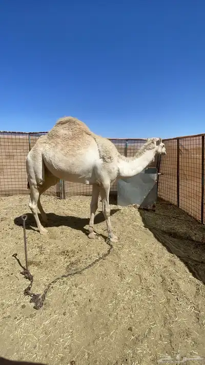 قعدان للبيع 4