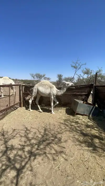 قعدان للبيع 0