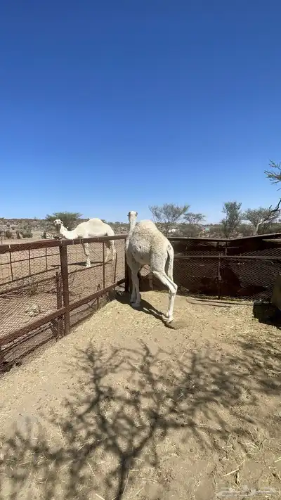 قعدان للبيع 1