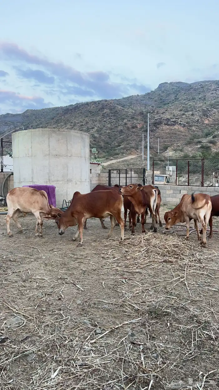 عجول بلدي ( تم البيع) 2