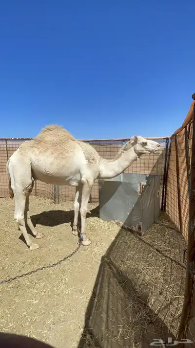 قعدان للبيع 3