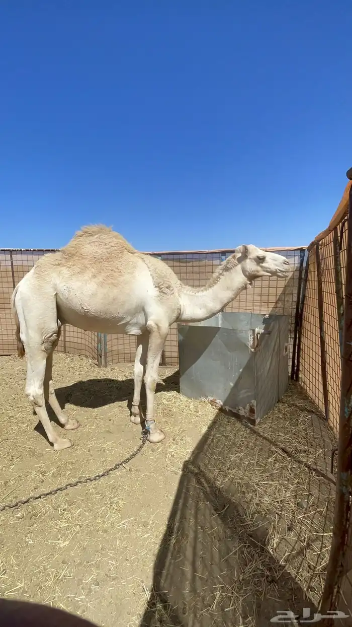 قعدان للبيع 3