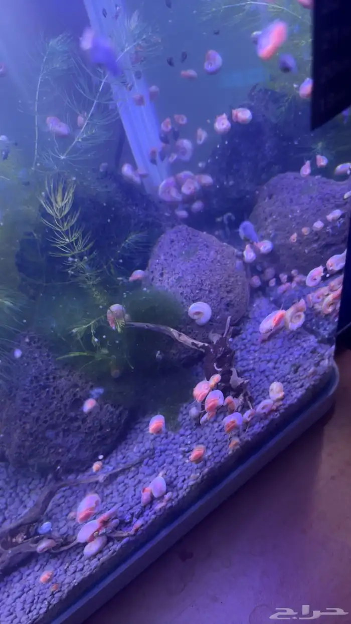 حلزون رامشهورن( 5 حبات مجانا للمبتدئين) حتى نفاذ الكميه 1