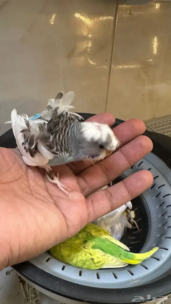 فروخ بادجي غر 39