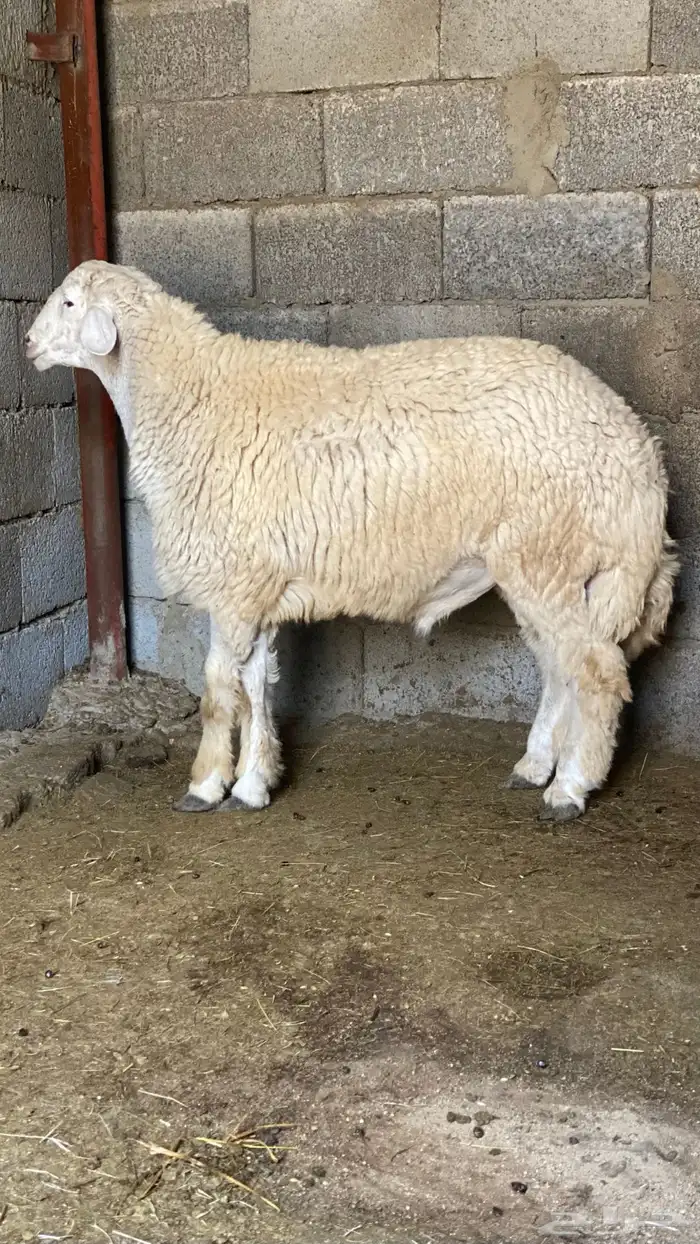 طليان مع الذبح والتوصيل والطبخ 2