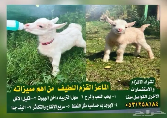 ماعز قزم انثى الليفه مره ومدربه على الرضاعه الماعز القزم 2