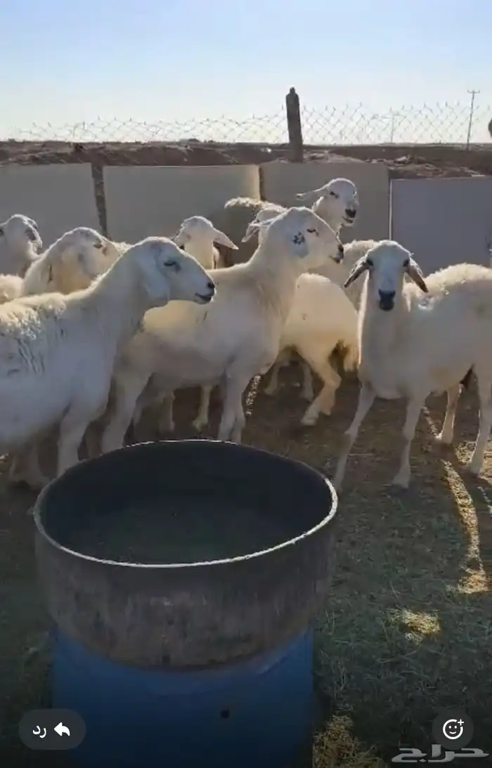 عشر حريات 2