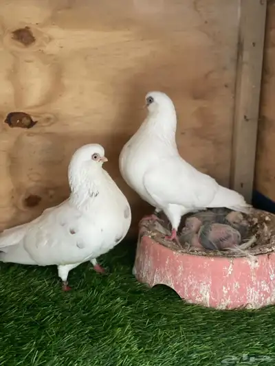 زوج حمام شورت فيس الأماني منتج 0