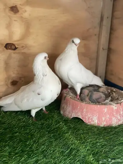 زوج حمام شورت فيس الأماني منتج 1