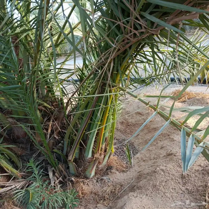 نخل مثمر للبيع توصيل وغرس 0