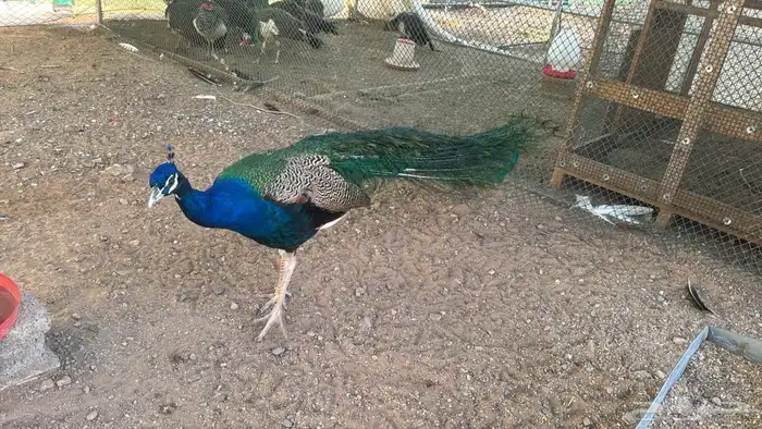 طاووس بلاك شولدر للبيع 4