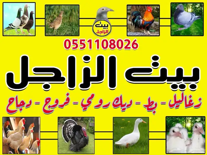 بيت الزاجل للطيور 0