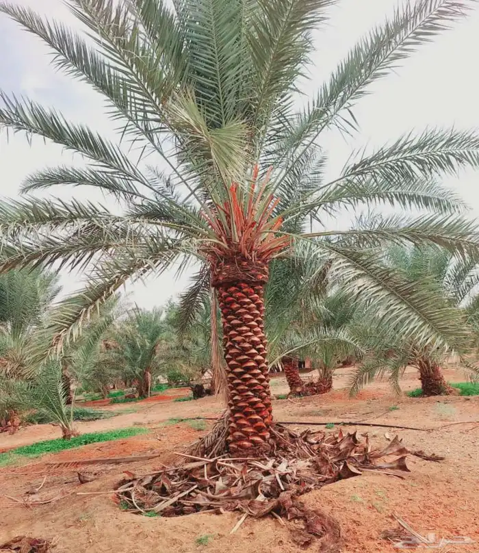 نخيل مثمر للبيع 0
