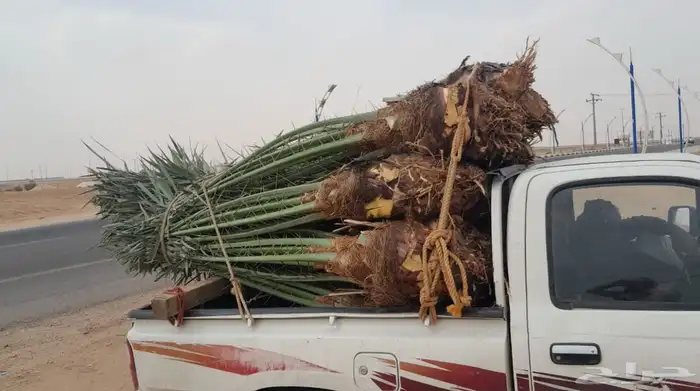 نخيل مثمر للبيع 4