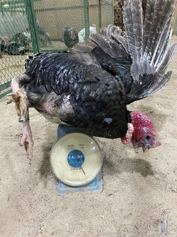 بيت الزاجل للطيور 21