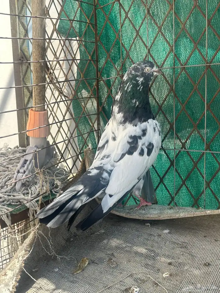جوز تيدي منتج 5