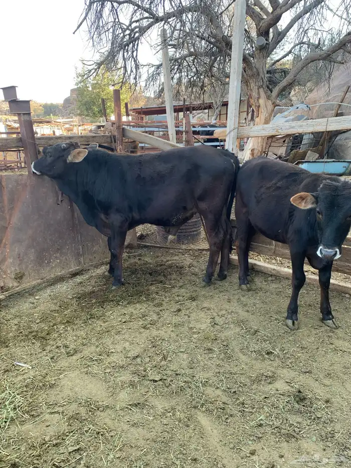 حسلان بلدي 2