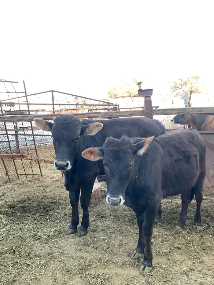 حسلان بلدي 1