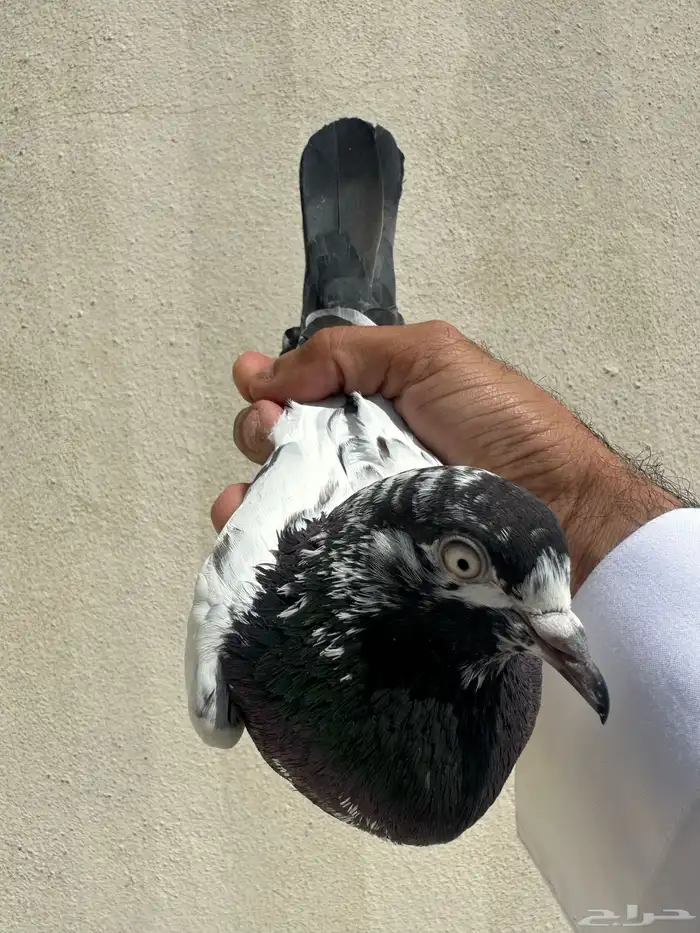 جوز تيدي منتج 2
